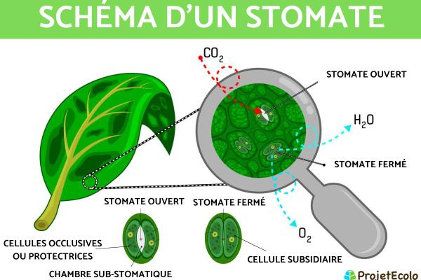 stomates feuilles