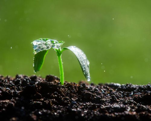 croissance plante