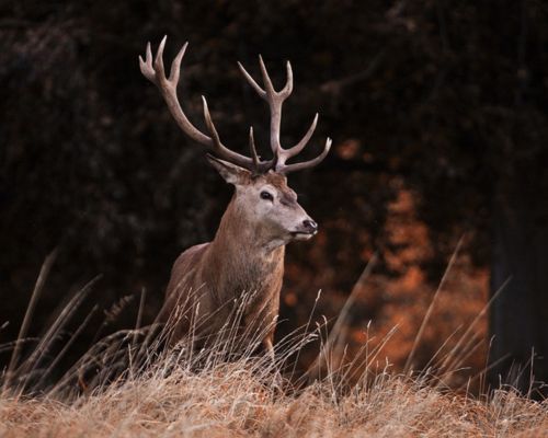 faune sauvage automne