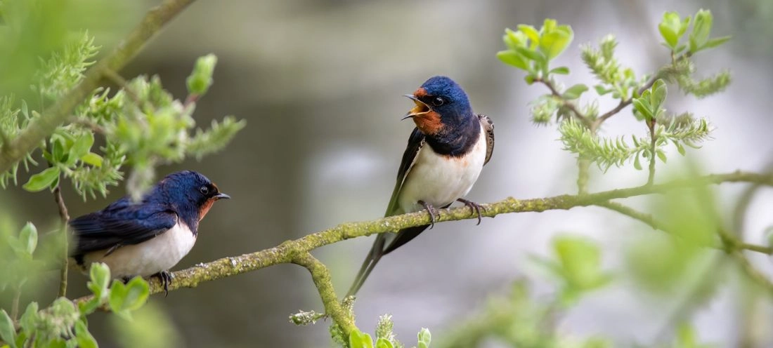 Le Chant Vibratoire des Oiseaux : Comment la bioacoustique Favorise la Croissance des Plantes